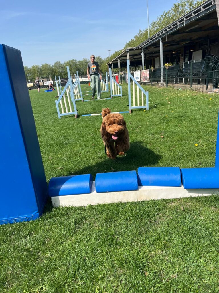 Puppyagility met Lou: meer dan alleen tunnels en hindernissen