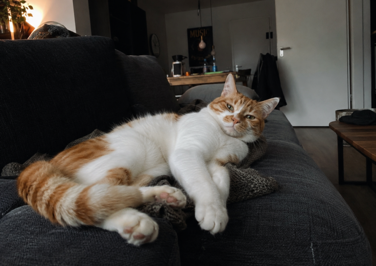 Mijn ontmoeting met Morris
