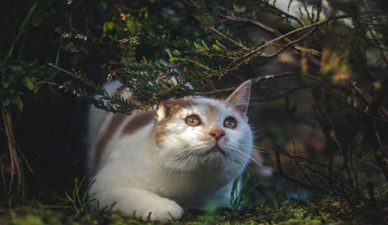 Adorable white cat with tabby markings exploring under green foliage, showcasing curiosity outdoors.